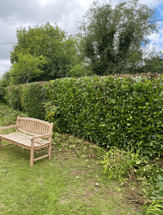Garden With White Bench